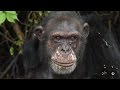 Rooney and kate mara visit chimpanzees in liberia