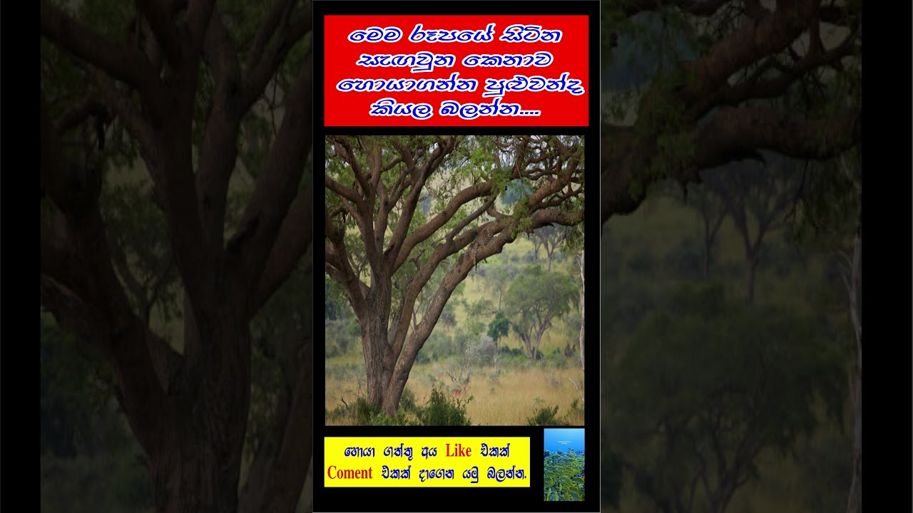 Find The Animal 🤔🤔🤔 මෙහි සිටින කෙනාව සොයමු 