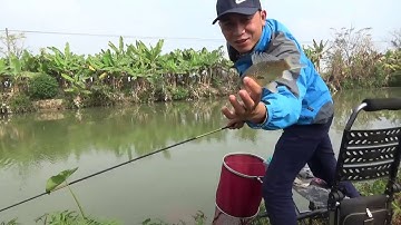 Cận cảnh tín hiệu phao đài cá Diếc ăn mồi l CẦN THỦ ĐẤT CẢNG