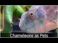 What a Chameleon is like as a pet