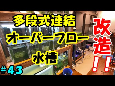 多段式連結オーバーフロー水槽の改造に挑戦 不器用メダカdiy ４３ 美心めだか Youtube
