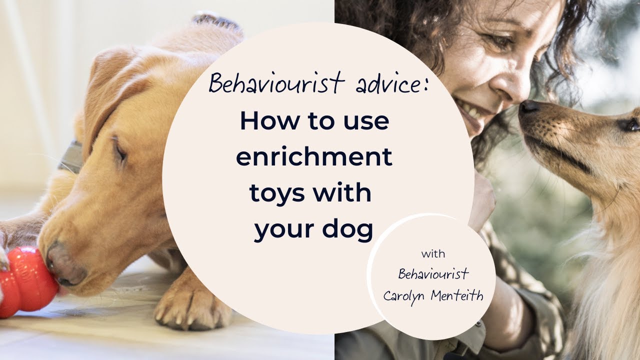 The best enrichment toys for dogs & how to use them well