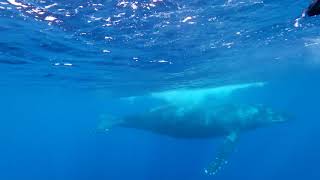 Humpback whale watching in Maui - Underwater