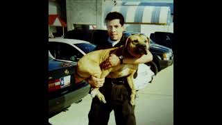 What is a real pitbull ?