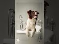 CBD For Dogs Benefits #dog #wellness #natural #cbdoilbenefits #fypシ゚viral #shorts #hempproducts