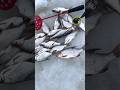 Зимняя рыбалка с Безмотылкой НА Плотву и Густеру в Январе 2024. Чертик, мормышка и бисер