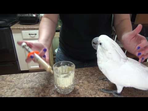 Video: How To Feed Cockatoo