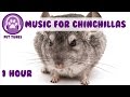 1 Hour of Relaxing Music for Cheeky Chinchillas! Chinchilla Music. Pet Music.