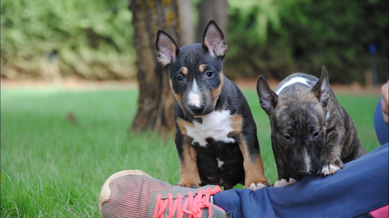 Cachorros bull terrier miniatura con 7 semanas de vida 🐾