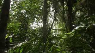 Thebizcouch AMAZON: Official Trailer