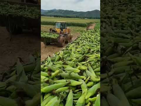 Video: Sereal pertanian kaskadia mana yang vegan?