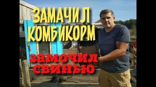 Никогда не замачивай комбикорм для свиней. Вьетнамские свиньи