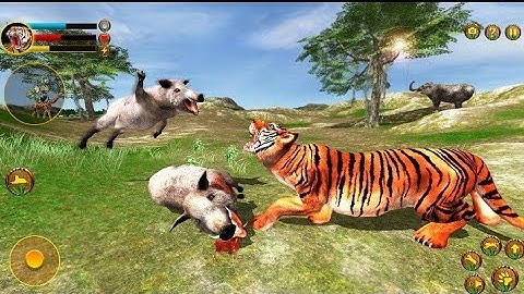 Wild Tiger Survival Simulator - wild animals running speed race- Tiger Simulator 3D Android Gameplay