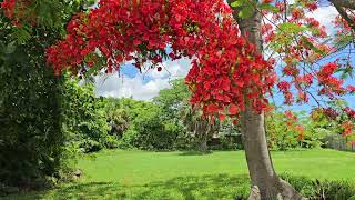 Palm Springs fl seasonal rent airbnb Vrbo 5613359459 Valentina, Van