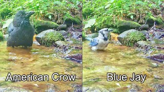 Blue Jay Versus Crow Size and Behavior