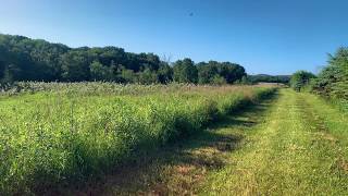 4K Stock Footage of Meadow Grass Blowing in the Soft Wind screenshot 1