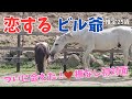 元神馬ビル爺、恋するサクラに急接近!その反応は!?後半、急展開のお知らせがあります!