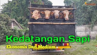 Kedatangan 19 Ekor Sapi Ekonomis Dan Medium | Siap Qurban 2024 | Nusa Sentosa Farm