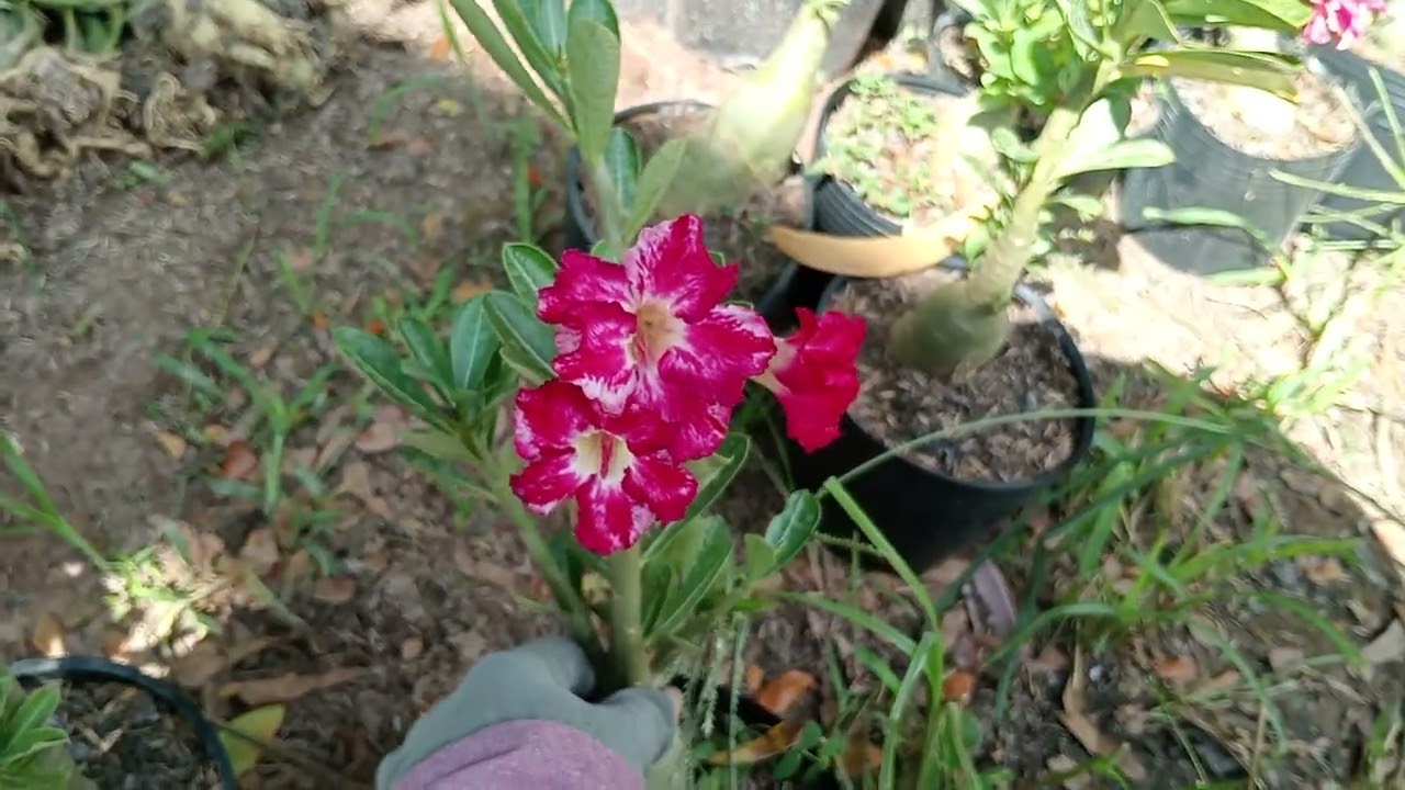 16/7 combo 6 cây 70k ship 35k nhổ cây Zalo 039 555 4651