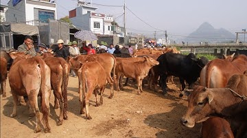 Chợ Gia Súc Bắc Hà – Trâu, Bò, Ngựa Bán Tấp Nập Giữa Núi Rừng Lào Cai