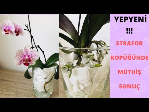 Video: A është Orkide Phalaenopsis Një Lule Për Dembelët?