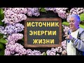 ИСТОЧНИК ЭНЕРГИИ ЖИЗНИ! А.Хакимов