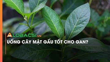 Uống cây mật gấu tốt cho gan?