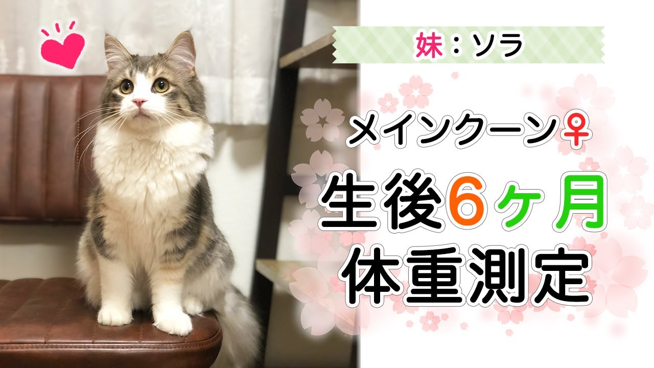 メイン クーン 重 さ