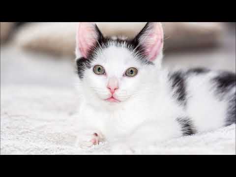 Ruyada Pembe Kedi Gormek Kedi Hayvanlari Blog