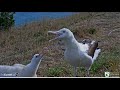 Royal Albatross ~ OGK Arrives After YRK To Top Off QT ♥ Long Visit By Dad! 4.30.22