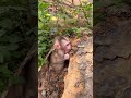 The monkey was huddled alone in the forest.