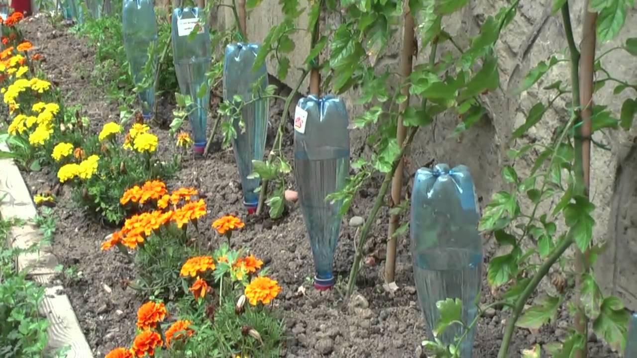 Des tomates bio atteignent 4,49 mètres avec l'arrosage ...
