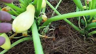 How to cure squash blossum end rot. Profile