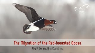 The Migration of the Red-breasted Goose - Flight Connecting Countries