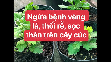 Cách ngừa và trị vàng lá thối rễ lỡ cổ rễ trên cây cúc tốt nhất