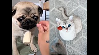 Приколы/ СМЕШНЫЕ ЖИВОТНЫЕ 2019 декабрь, СМЕХОТЕРАПИЯ,Funny Animals/ТЕСТ НА ПСИХИКУ