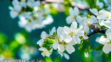 #سورة_المائدة بصوت القارئ اسامة صبحي حسين #قرآن #تلاوة #القرآن_الكريم #القرآن #القران_الكريم #تلاوة