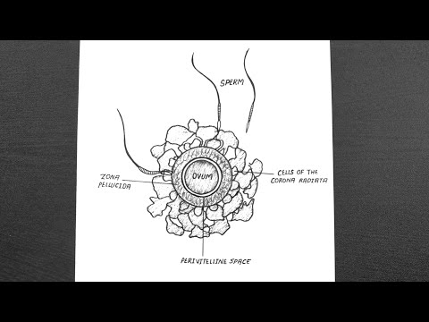 शुक्राणूंनी वेढलेले ओव्हमचे रेखाचित्र || ओव्हमचे लेबल केलेले आकृती || वर्ग 12 || जीवशास्त्र
