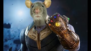 this is how you play like a rat