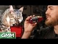 Testing Wine For Cats