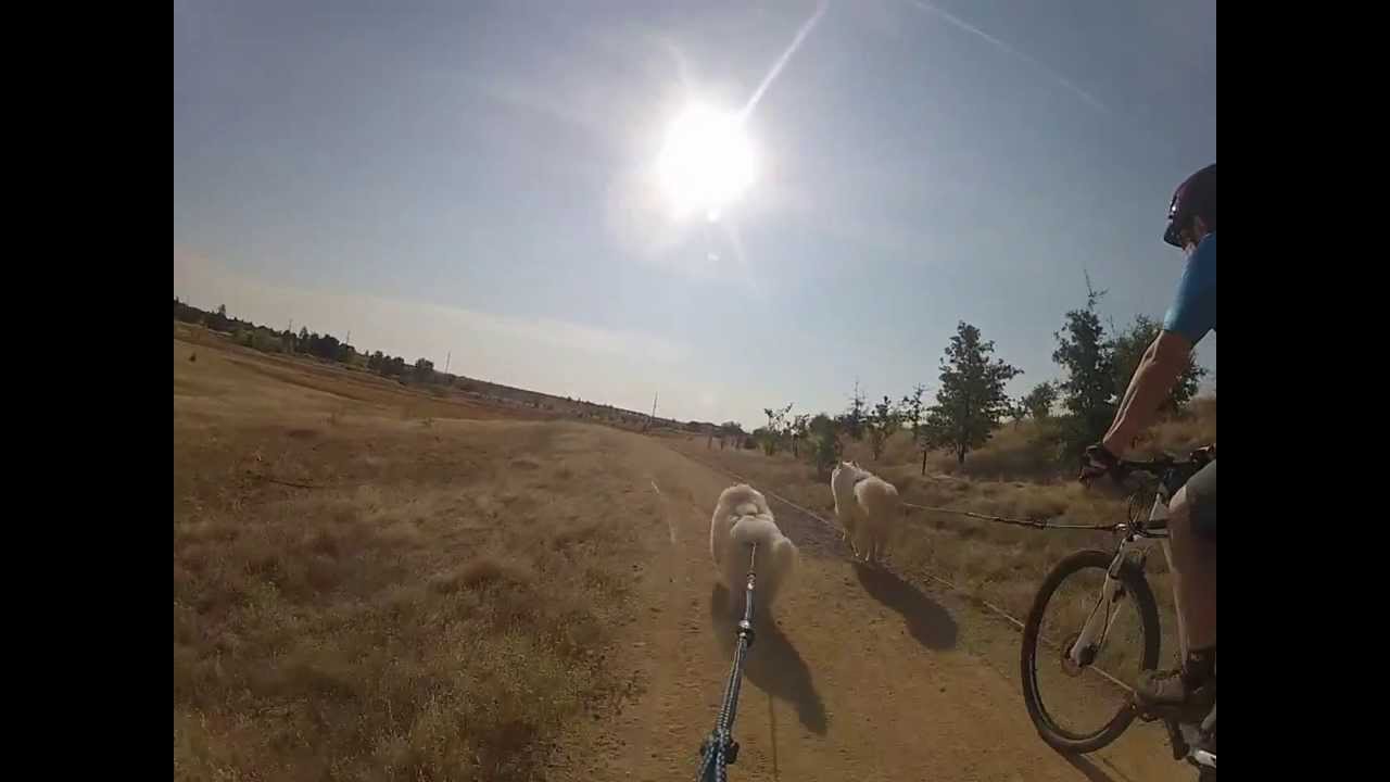 Saturday morning samoyed bikejoring YouTube