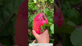 Root Harvest: How Manual Pulling Transforms Soil Beds Into Fresh Yields 