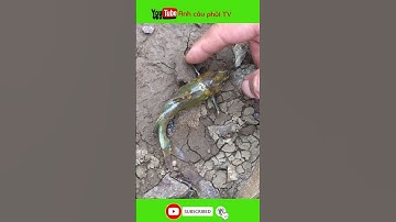 Cá chốt bò | Anh câu phủi TV