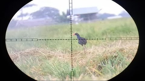 Berburu mandar biru langsung di SARANG nya🇮🇩