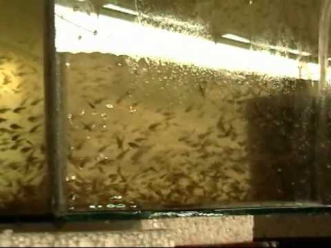 great deals 2017 amazon arrives Criadero de peces ornamentales de Agua Fria. De acuario22mar great deals 2017 amazon arrives Criadero de peces ornamentales de Agua Fria. De acuario22mar