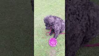 #bouvier  #puppy #floofy #viral #cute #puppylife #puppylove #fluffy