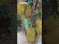 Nature_Therapy #AmarBagan #HomeGarden #GardenVibes #OrganicLiving #GardenLife aestheticvideos #desi