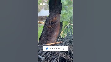 Cá Lóc Nướng Rơm - Cuộc Sống Miền Quê - Yoho - #shorts