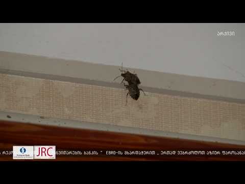 აზიური ფაროსანას გავრცელების რისკები ქვემო სვანეთში