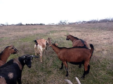 No more lying around before birth. Letting the kid out into the herd.
